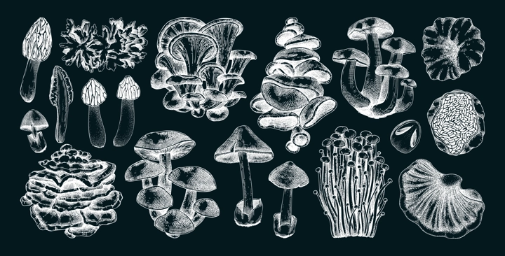 Hand-drawn mushrooms on chalkboard. Edible fungus sketches. Fungal protein, mycoprotein source, plant-based food, vegetarian product. Vector illustrations for packaging, menu, banner